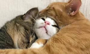 猫为什么喜欢抱着猫咪睡觉啊
