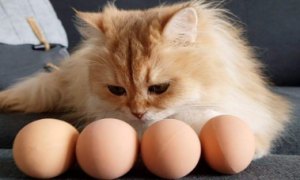 猫咪可以吃鸡蛋白不