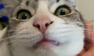 为什么猫咪会缺牙齿