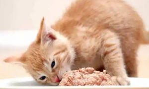 为什么猫咪怀孕要吃饭