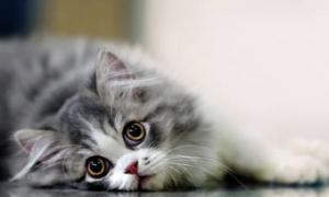 为什么猫咪会出现溶血症