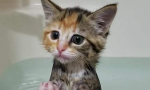 幼猫什么时候可以洗澡