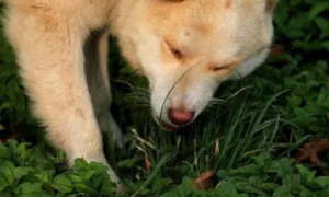 狗为什么吃三叶草