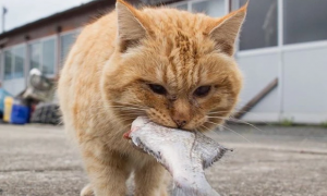 猫咪为什么都喜欢鱼味