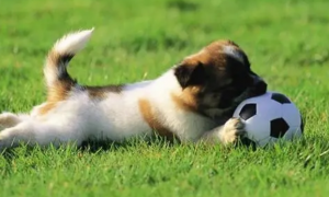 为什么狗狗喜欢趴在草地上