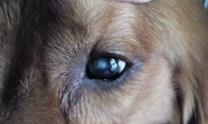 狗的眼球上有一坨白的