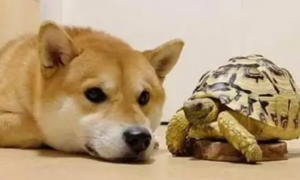 狗把乌龟壳咬破了乌龟会不会死