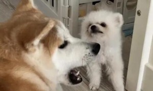 狗狗为什么咬博美狗