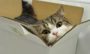 为什么猫咪会咬盒子呢