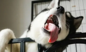为什么狗狗要去掉舌头