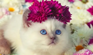 为什么猫咪喜欢菊花的味道