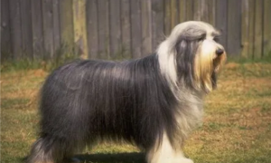 大型长毛犬品种