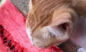 猫可以吃西瓜吗为什么