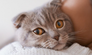 猫咪打喷嚏发烧怎么治疗