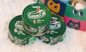 小绿罐会不会导致幼猫过敏