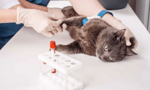 给猫咪输血是怎么回事