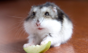 仓鼠能吃苹果吗