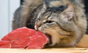 猫咪为什么会有牛肉味道呢