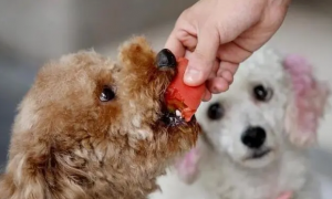 狗狗为什么吃生血膏呢