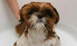 宠物狗能不能用人的沐浴露洗澡