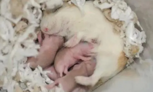 母仓鼠一般怀孕多久生宝宝