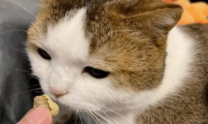 猫咪为什么不爱吃瓜子花生