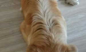 为什么狗狗背上有毛
