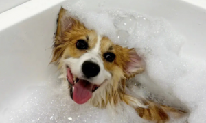 宠物狗可以用人类的沐浴露洗澡吗