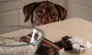 黑巧克力为什么能毒狗狗呢