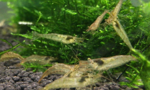 黑壳虾缺氧表现