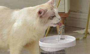 猫饮水机24小时开着容易坏吗