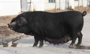 长得最快的黑猪品种