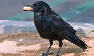 黑乌鸦是几级保护动物