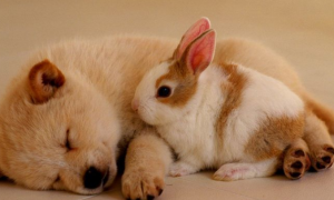狗和兔子能在一起吗