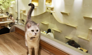 上海哪家猫舍比较好