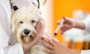 狗狗疫苗为什么4针不一样