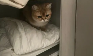 猫咪为什么怀孕会钻衣柜里面