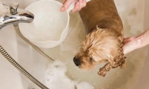 狗狗洗澡一次大概多少钱