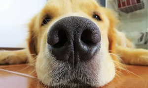 为什么狗狗会抠鼻子