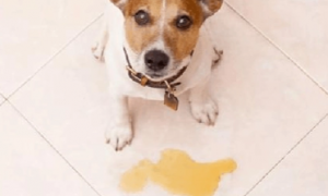 狗狗为什么会尿黄色的尿