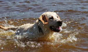 拉布拉多狗会不会游泳