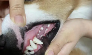 小狗出生多久长牙齿正常
