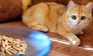 猫能吃瓜子吗为什么