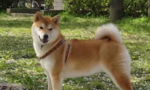 柴犬是日本的土狗吗为什么