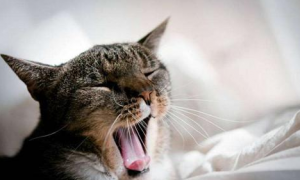猫呼吸道感染什么症状表现呢