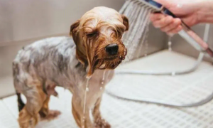 没有狗狗沐浴露怎么给狗狗洗澡