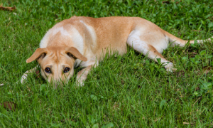为什么狗狗舔草坪草