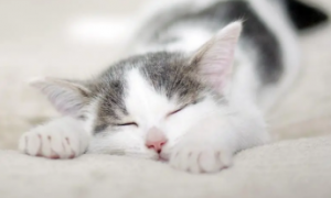猫咪一般一天睡多久啊？