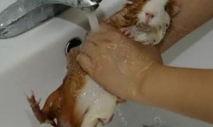 兔子怎么洗澡的方法