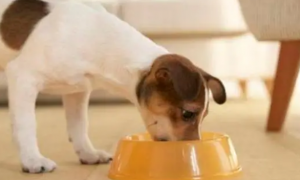 为什么狗狗会找食物要吃
